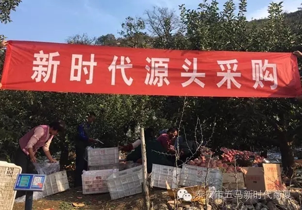 【五馬店產(chǎn)地直采】美味可口的沂源富士等您選！