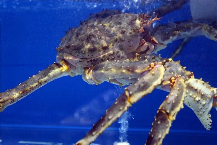 【時代儒商】膠東碼頭海鮮城淮揚菜、魯菜、海鮮超多美味！滿足您的味蕾~~